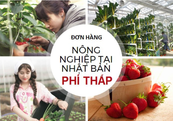 Làm việc tại Nhật